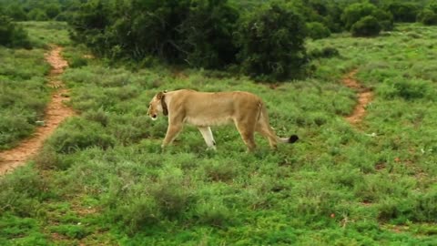 Africa wildlife