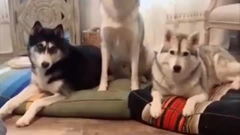 funny dog challenge