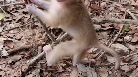 Adorable little monkey play