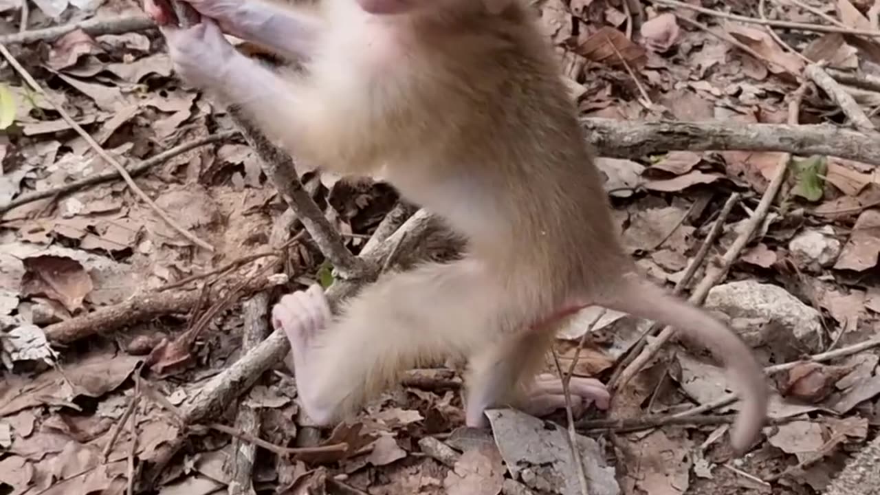 Adorable little monkey play