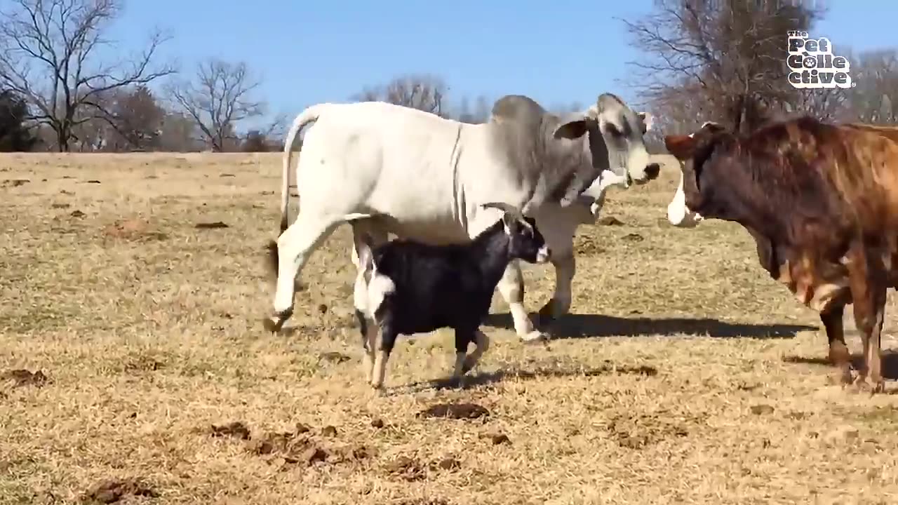 Funny moments of Animals in Farms