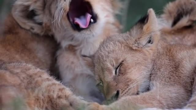 lion cubs