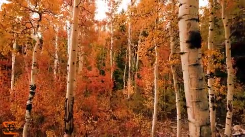 Relaxing Piano Music