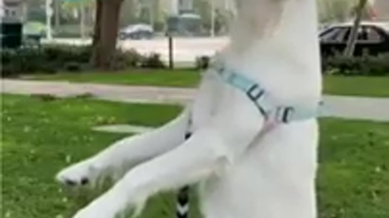 Curious Dog Trying to Understand His Friend: Adorable Moment!