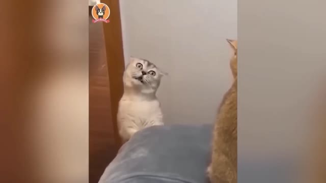 Very fanny Cat's video