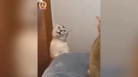 Very fanny Cat's video