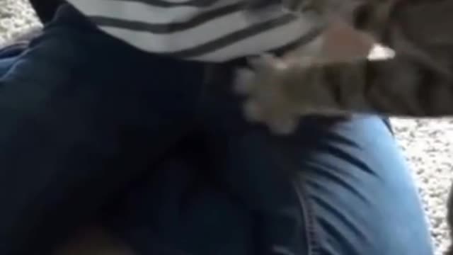 Cute Cat Enjoy With A Sound
