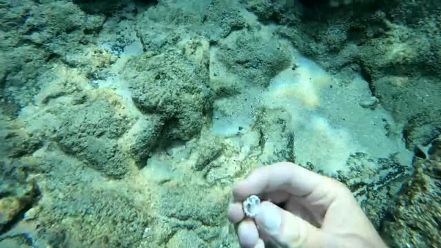 Curious Hawaiian monk seal swims with diver