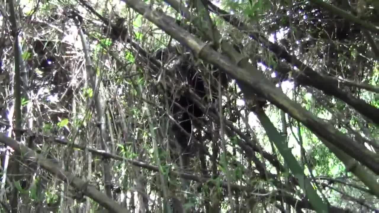 JEUNE GORILLE DANS LES ARBRES RWANDA