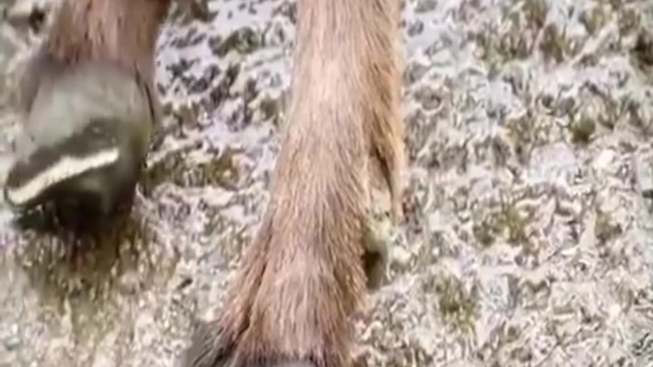 Goats on a Dam