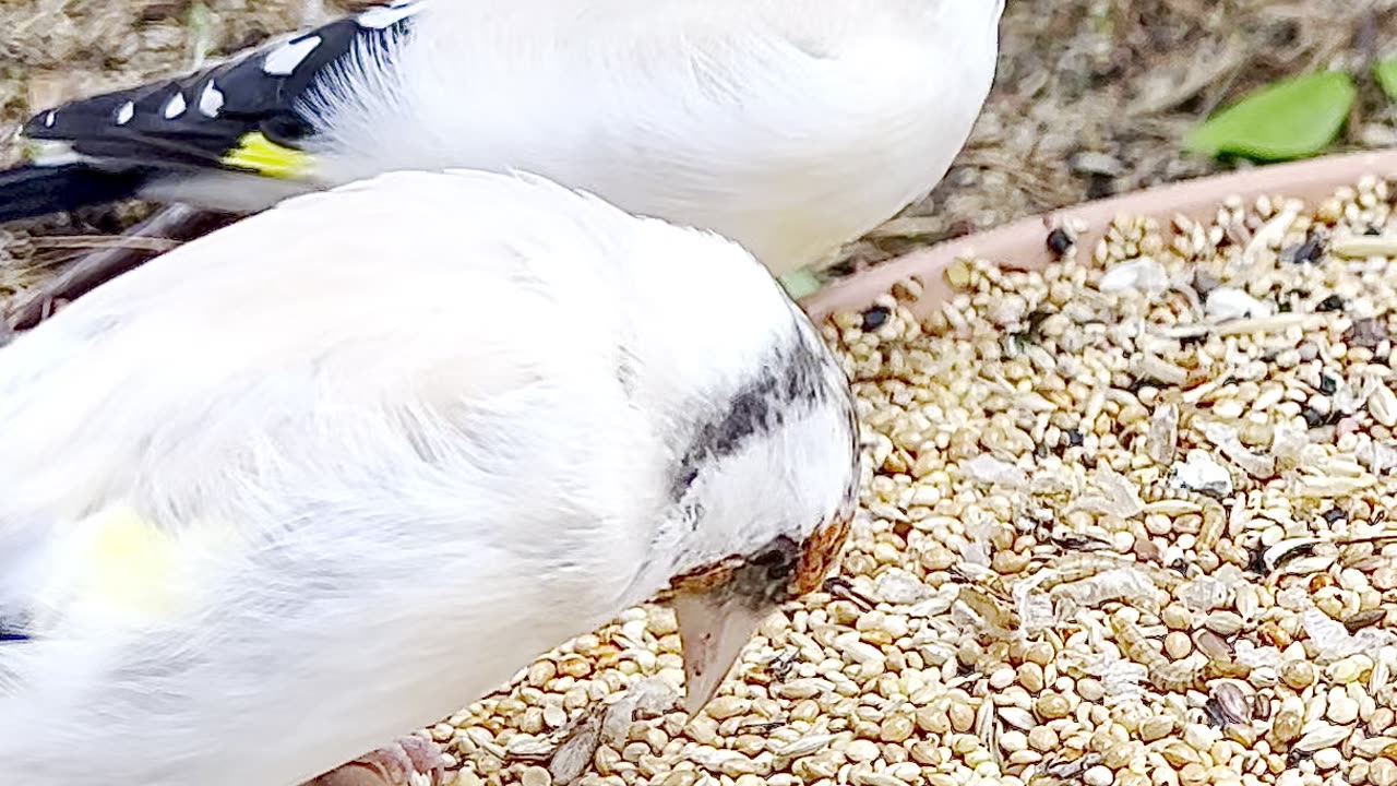 Azure tit and major goldfinches