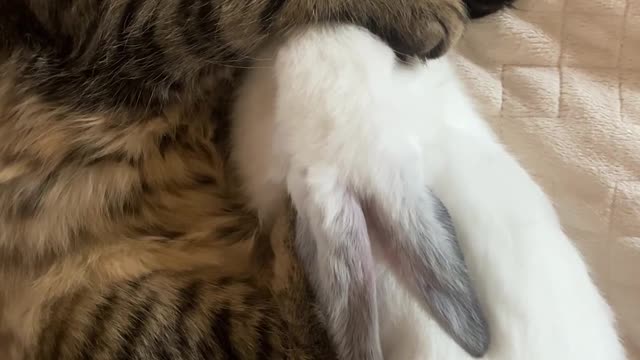 Cat and rabbit sleeping together | Funniest cat | Try to not laugh | Funny animals