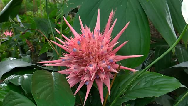 Bromeliad Flower