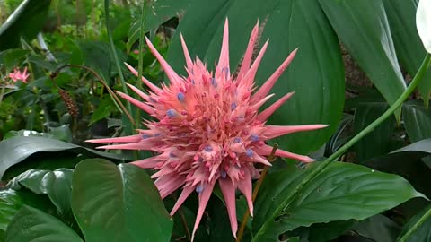 Bromeliad Flower