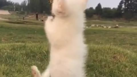Video dog
