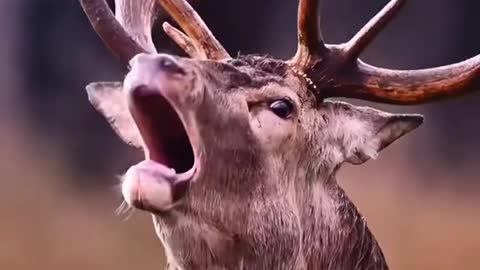 Red deer