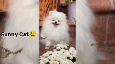 funny kitten videos . Funny cat 2023