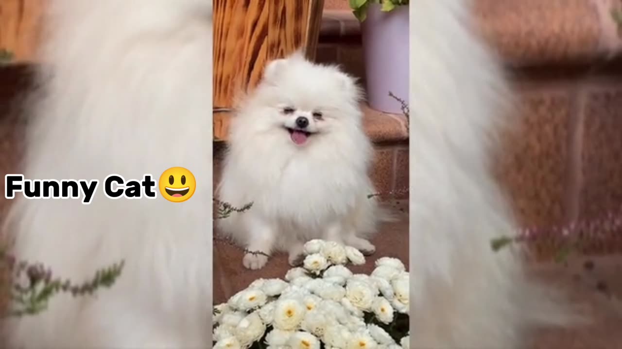 funny kitten videos . Funny cat 2023