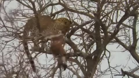 Dire! Reckless Eagle Hunts Leopard Cub And Pays Dearly, What Will Happen Next._