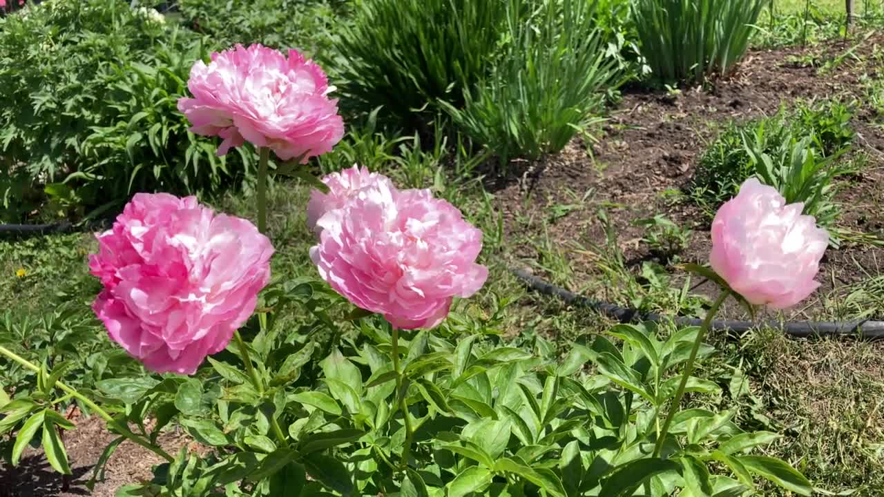 Canadian Peony Society Virtual Show