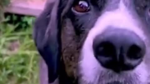 Dogs funny videos