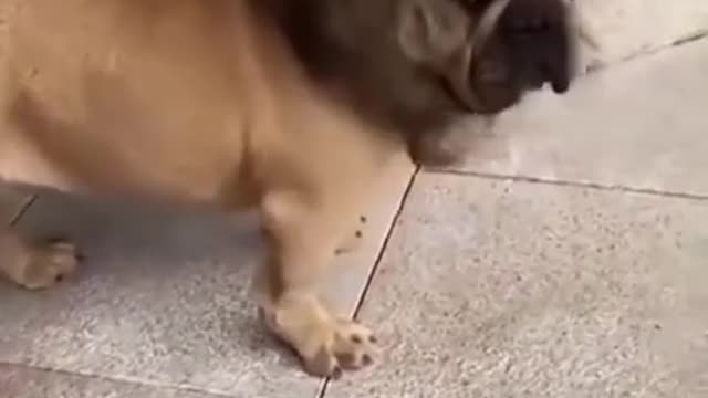 Funny Dog Video uff