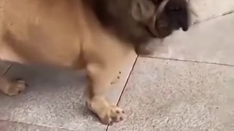 Funny Dog Video uff