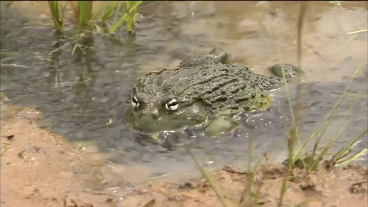 Bullfrog Dad Protects His Tadpoles