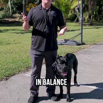 Is Balanced Dog Training Evil?