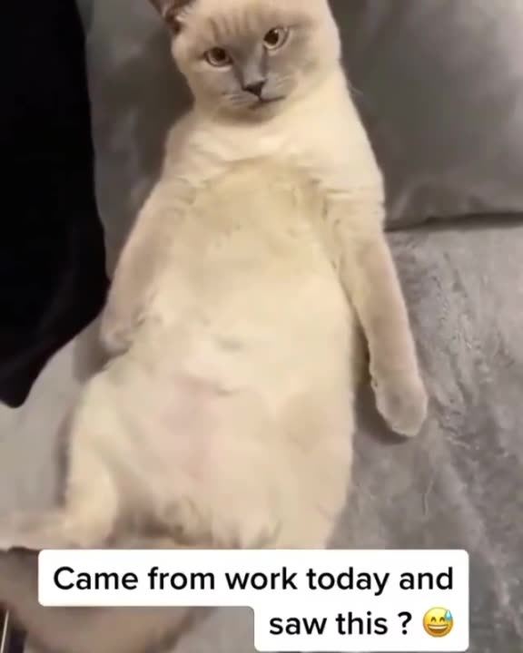 Funny and cute cat /Kitty be chillies