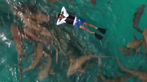 Man's Adventurous Swim with Sharks...