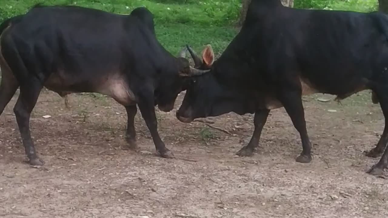 Fight Of Two Bull Very Denjarus 🐂
