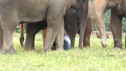 Man playing with Elephant friends