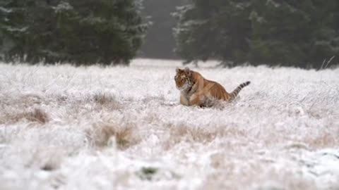 Tiger running in the snow