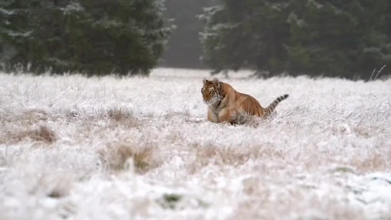 Tiger running in the snow