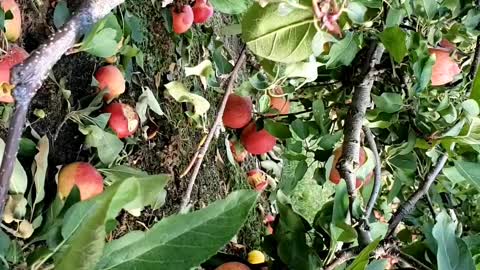A huge waste of apples. Feeling so sad 😞