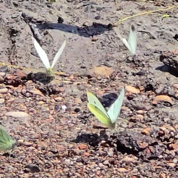 Beautiful butterflies dance around on the bank / beautiful butterflies by the river.