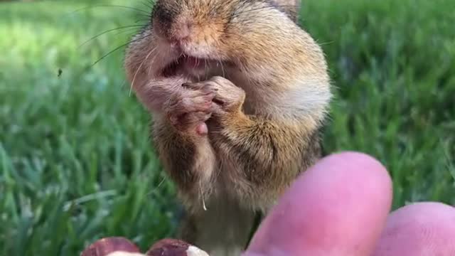 Chipmunk eating nuts and ran