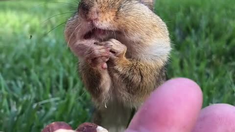 Chipmunk eating nuts and ran