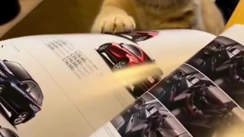 Cute driving cat