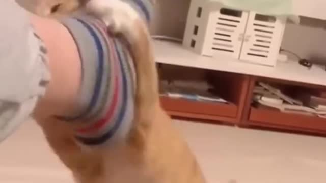 look what this cat did lol