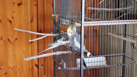 Two Beautiful Birds In A Cage