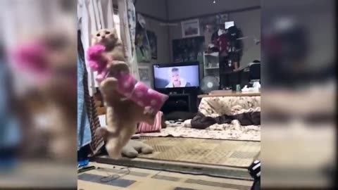 Cat likes to play with us