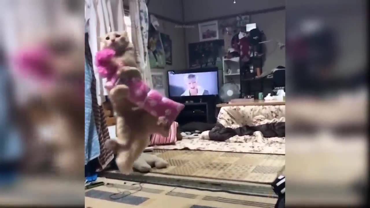 Cat likes to play with us