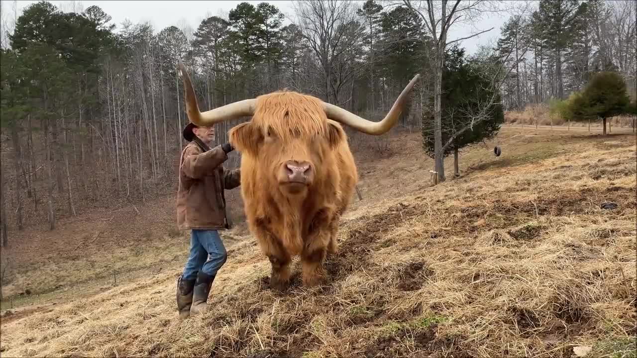 Do Highland cows make good pets