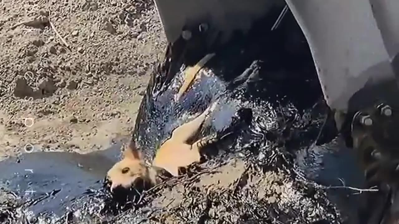 Poor dog stuck in molten rubber and kind hearted people rescued the dog