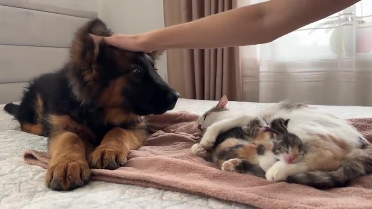 German Shepherd Puppy Meets Mom Cat with Newborn Kittens for the First Time