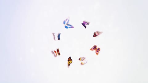 Borboletas por Rafael Batista - After Effects