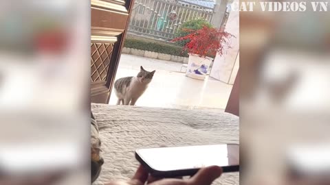 Best Animal Videos of 2023: A Collection of the Funniest Cats and Dogs