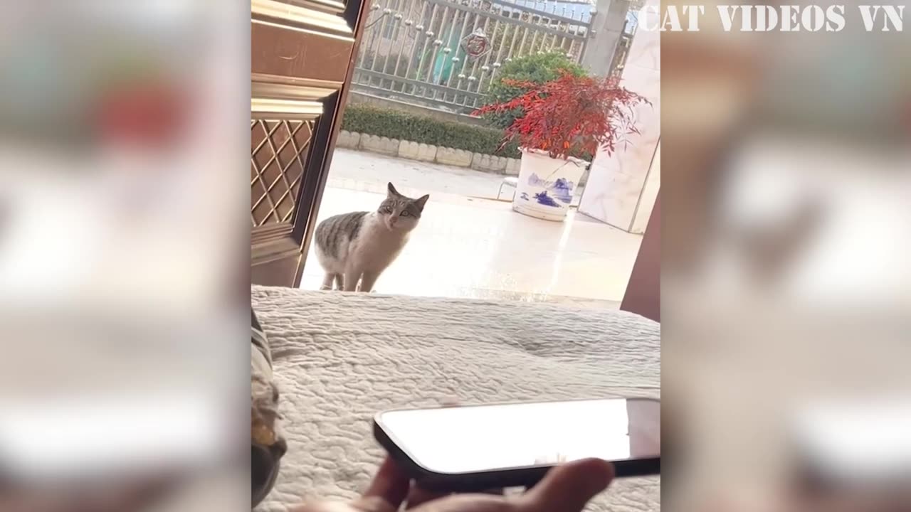 Best Animal Videos of 2023: A Collection of the Funniest Cats and Dogs